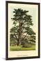 Cedar of Lebanon-W.h.j. Boot-Mounted Art Print