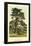 Cedar of Lebanon-W.h.j. Boot-Framed Stretched Canvas