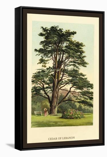 Cedar of Lebanon-W.h.j. Boot-Framed Stretched Canvas