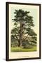 Cedar of Lebanon-W.h.j. Boot-Stretched Canvas