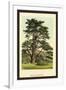 Cedar of Lebanon-W.h.j. Boot-Framed Art Print