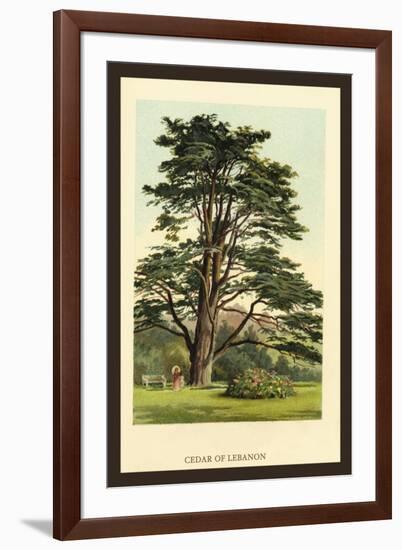 Cedar of Lebanon-W.h.j. Boot-Framed Art Print