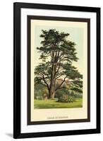 Cedar of Lebanon-W.h.j. Boot-Framed Art Print