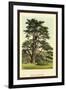 Cedar of Lebanon-W.h.j. Boot-Framed Art Print