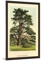 Cedar of Lebanon-W.h.j. Boot-Mounted Art Print