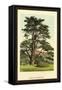 Cedar of Lebanon-W.h.j. Boot-Framed Stretched Canvas