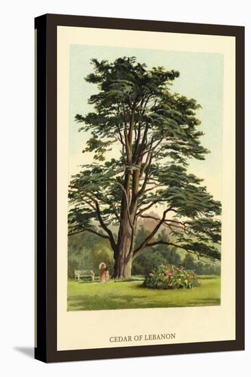 Cedar of Lebanon-W.h.j. Boot-Stretched Canvas