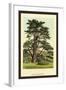 Cedar of Lebanon-W.h.j. Boot-Framed Art Print