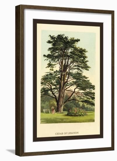 Cedar of Lebanon-W.h.j. Boot-Framed Art Print