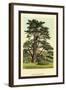 Cedar of Lebanon-W.h.j. Boot-Framed Art Print