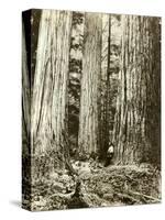 Cedar on Left, Douglas Fir on Right, Undated-Asahel Curtis-Stretched Canvas