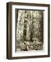 Cedar on Left, Douglas Fir on Right, Undated-Asahel Curtis-Framed Premium Giclee Print