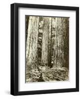 Cedar on Left, Douglas Fir on Right, Undated-Asahel Curtis-Framed Premium Giclee Print