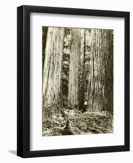 Cedar on Left, Douglas Fir on Right, Undated-Asahel Curtis-Framed Premium Giclee Print