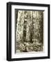 Cedar on Left, Douglas Fir on Right, Undated-Asahel Curtis-Framed Premium Giclee Print