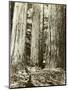 Cedar on Left, Douglas Fir on Right, Undated-Asahel Curtis-Mounted Premium Giclee Print