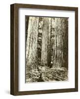 Cedar on Left, Douglas Fir on Right, Undated-Asahel Curtis-Framed Giclee Print