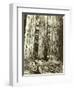 Cedar on Left, Douglas Fir on Right, Undated-Asahel Curtis-Framed Giclee Print