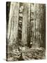 Cedar on Left, Douglas Fir on Right, Undated-Asahel Curtis-Stretched Canvas