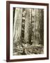 Cedar on Left, Douglas Fir on Right, Undated-Asahel Curtis-Framed Giclee Print