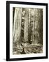 Cedar on Left, Douglas Fir on Right, Undated-Asahel Curtis-Framed Giclee Print