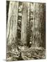 Cedar on Left, Douglas Fir on Right, Undated-Asahel Curtis-Mounted Giclee Print