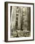 Cedar on Left, Douglas Fir on Right, Undated-Asahel Curtis-Framed Giclee Print