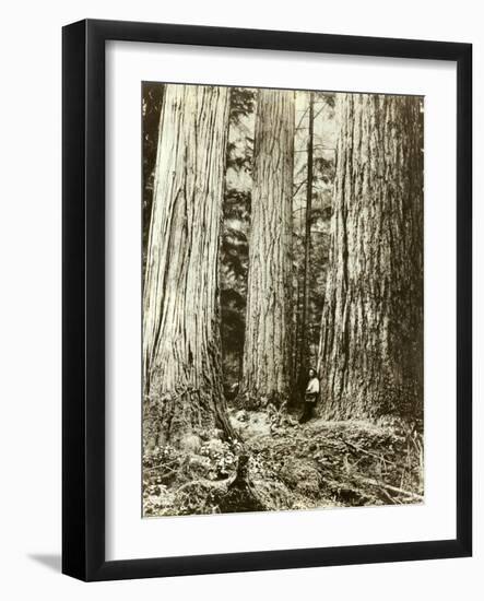 Cedar on Left, Douglas Fir on Right, Undated-Asahel Curtis-Framed Giclee Print