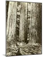 Cedar on Left, Douglas Fir on Right, Undated-Asahel Curtis-Mounted Giclee Print