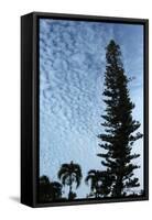 Cedar Palm Sky Vertical-Robert Goldwitz-Framed Stretched Canvas