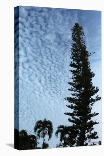 Cedar Palm Sky Vertical-Robert Goldwitz-Stretched Canvas