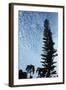 Cedar Palm Sky Vertical-Robert Goldwitz-Framed Photographic Print