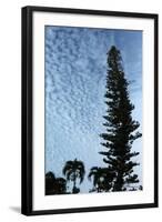 Cedar Palm Sky Vertical-Robert Goldwitz-Framed Photographic Print