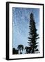 Cedar Palm Sky Vertical-Robert Goldwitz-Framed Photographic Print