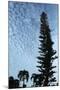 Cedar Palm Sky Vertical-Robert Goldwitz-Mounted Photographic Print