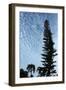 Cedar Palm Sky Vertical-Robert Goldwitz-Framed Photographic Print