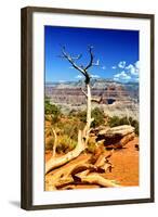 Cedar Ridge - Grand Canyon - National Park - Arizona - United States-Philippe Hugonnard-Framed Photographic Print