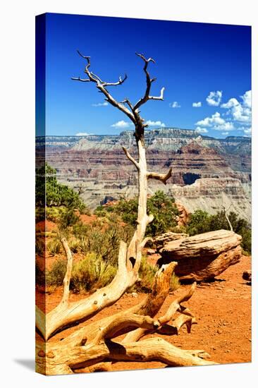 Cedar Ridge - Grand Canyon - National Park - Arizona - United States-Philippe Hugonnard-Stretched Canvas