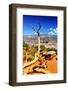 Cedar Ridge - Grand Canyon - National Park - Arizona - United States-Philippe Hugonnard-Framed Photographic Print