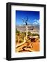 Cedar Ridge - Grand Canyon - National Park - Arizona - United States-Philippe Hugonnard-Framed Photographic Print