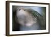 Cedar Tip-Ursula Abresch-Framed Photographic Print