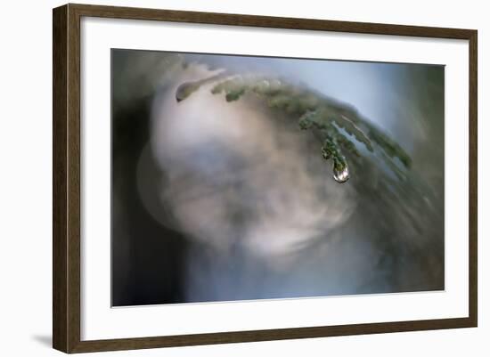 Cedar Tip-Ursula Abresch-Framed Photographic Print