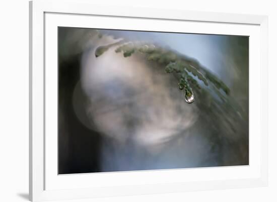 Cedar Tip-Ursula Abresch-Framed Photographic Print