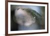 Cedar Tip-Ursula Abresch-Framed Photographic Print