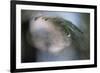 Cedar Tip-Ursula Abresch-Framed Photographic Print