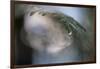 Cedar Tip-Ursula Abresch-Framed Photographic Print