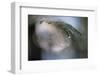 Cedar Tip-Ursula Abresch-Framed Photographic Print