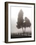 Cedar Tree and Fence-Nicholas Bell-Framed Photographic Print