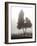 Cedar Tree and Fence-Nicholas Bell-Framed Photographic Print