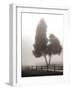 Cedar Tree and Fence-Nicholas Bell-Framed Photographic Print